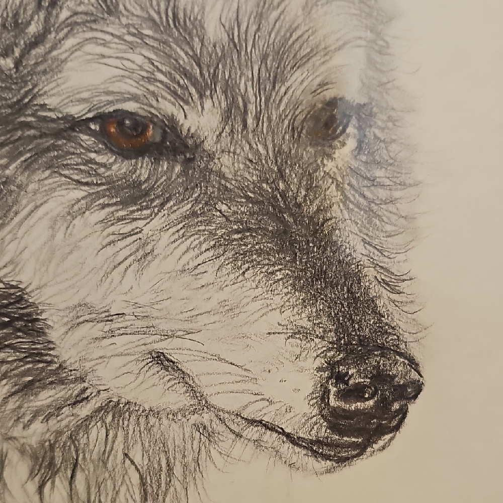 Gray Wolf Illustration in Gray Frame - Picture 7 of 11